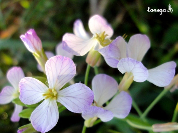 大根の花にそっくりさん