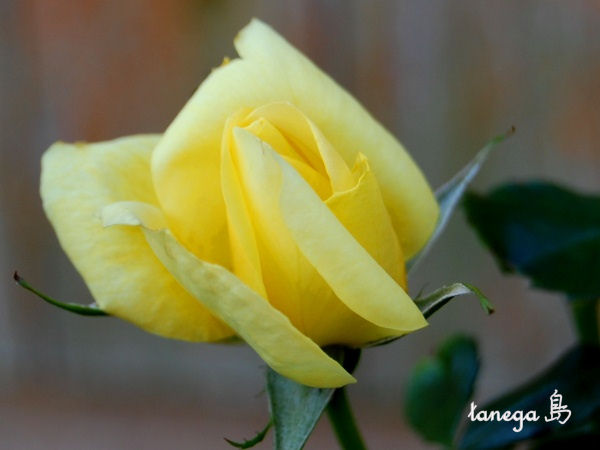 黄色い薔薇の蕾
