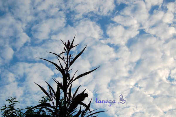 鶏頭と空