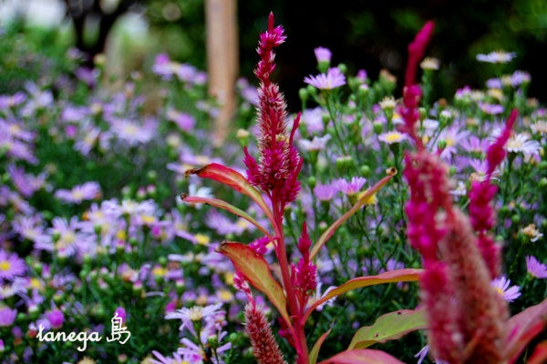 赤い鶏頭と孔雀草