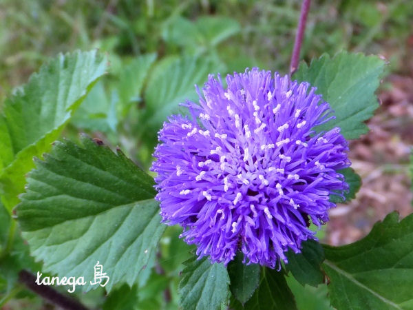 雑草 野草 花リレー 紫とピンクの花 Tanega島