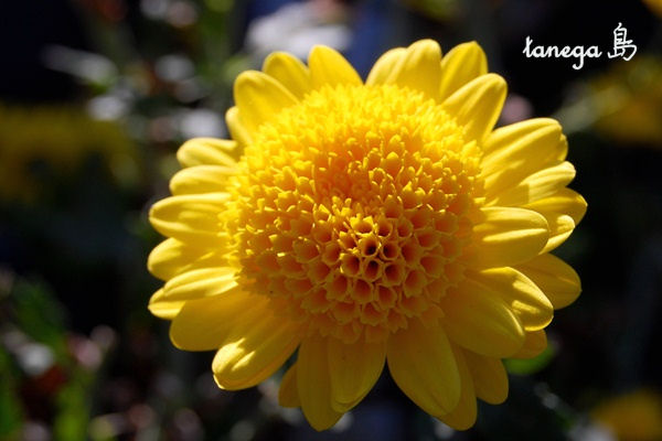 黄色の小菊