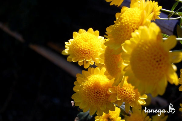 黄色い小菊