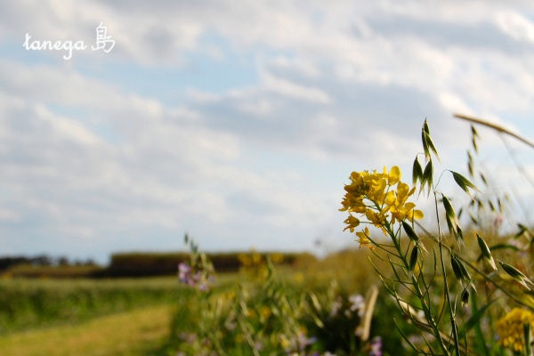 菜の花畑