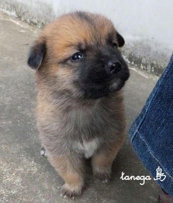 仔犬