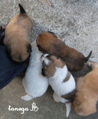 仔犬