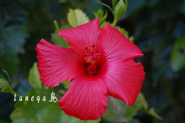 冬の赤い花 Tanega島