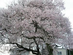 PICT0136.jpg