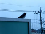 PICT0155.jpg