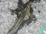 PICT0164.jpg