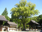 P5300025.jpg