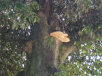 P5300027.jpg