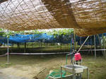 2010_0906_nasi24.jpg
