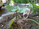P1000273.JPG