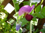 P10002771.jpg