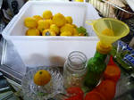 P1000590.JPG