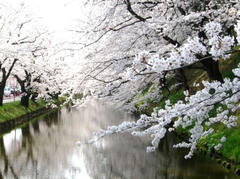 DSC06461sakura.jpg