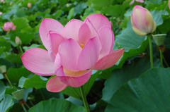DSC_0113hasu.jpg