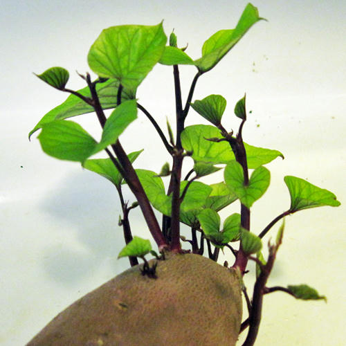yam-2weeks.jpg