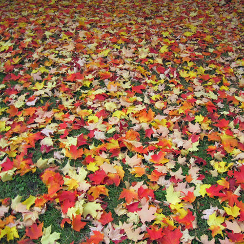 mapleleaves2010.jpg