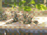 neko.GIF
