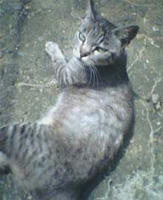 NEC_0051.jpg