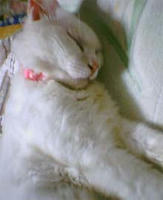 NEC_0059.jpg