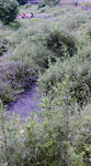 F1000584.jpg