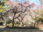 sakura2.jpg