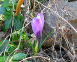 crocus