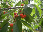 cherry