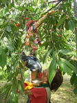 cherry2