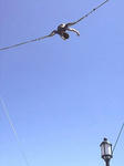 bungee