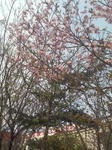 sakura