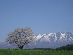 200905sakura.jpg