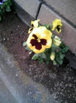 080416_175205.JPG