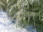 CIMG0986.jpg