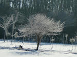 CIMG0990.jpg