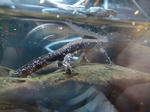 CIMG0008.jpg
