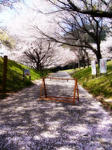 sakura05.jpg