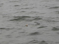 f6830949.jpg