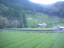 c1460935.jpg