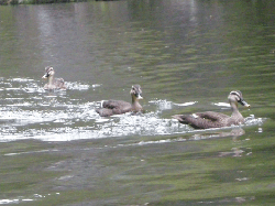 20100921-048.gif