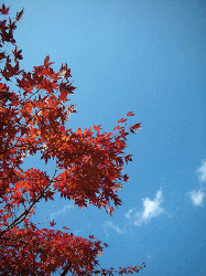 DSCN5355.gif