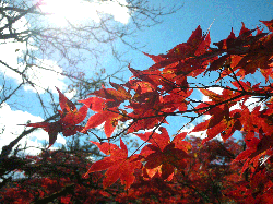 DSCN5533.gif