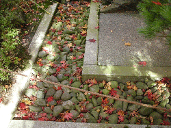 DSCN5553.gif