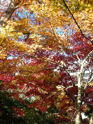 DSCN5551.gif