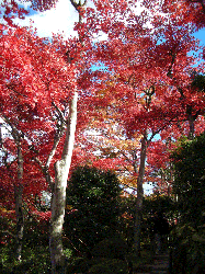 DSCN5544.gif