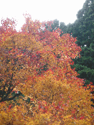 DSCN5573.gif