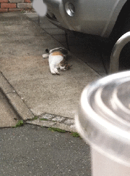5086b7a5.gif